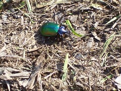 Calosoma sycophanta