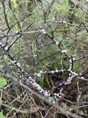 Ceroplastes