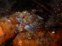 Artedius harringtoni