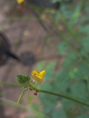 Vigna indica