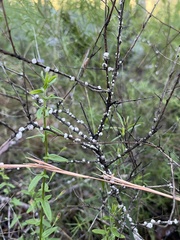 Ceroplastes