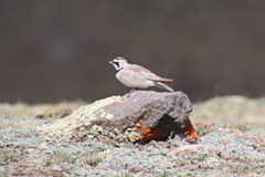 Eremophila alpestris