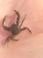 Pisidia