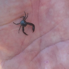 Pisidia