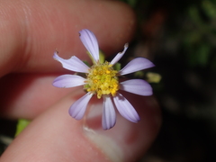 Olearia muelleri