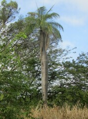 Acrocomia intumescens