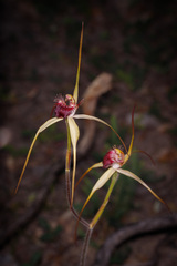 Caladenia heberleana