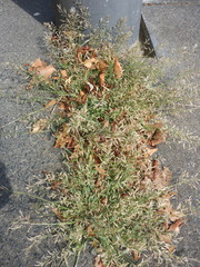 Eragrostis minor