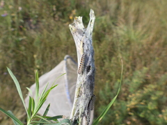 Acronicta geographica