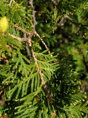 Thuja