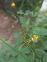 Vigna indica