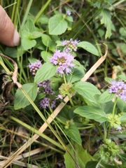 Mentha aquatica
