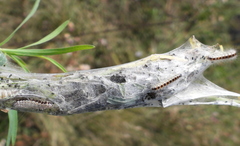 Acronicta geographica