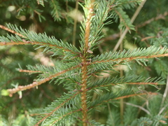 Picea