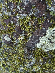 Cladonia