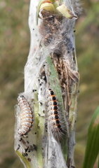 Acronicta geographica