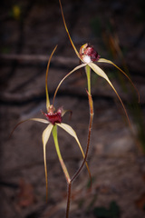 Caladenia heberleana