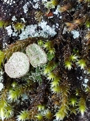 Cladonia