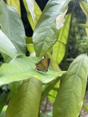 Heliophorus