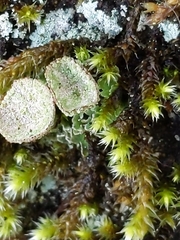 Cladonia