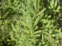 Picea