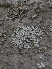 Physcia stellaris