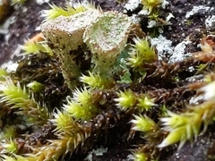 Cladonia