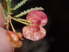 Dodonaea lobulata