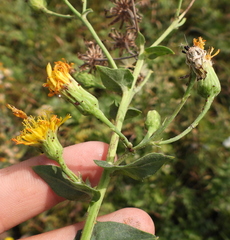 Hieracium robustum