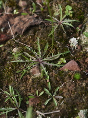 Cichorieae