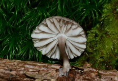 Mycena rubromarginata