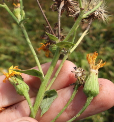 Hieracium robustum