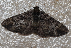 Eucymatoge peplodes