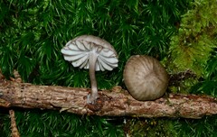 Mycena rubromarginata