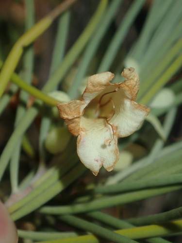 Image of Eremophila oppositifolia by (c) Thomas Mesaglio, some rights reserved (CC BY)
