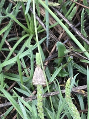 Pyraustini