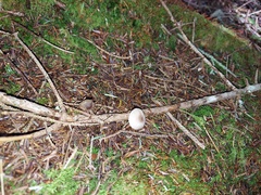 Mycena rubromarginata