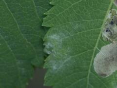 Podosphaera spiraeae