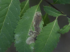 Agromyza valdorensis