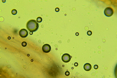 Mycena rubromarginata