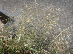 Eragrostis minor