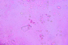 Mycena rubromarginata