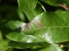 Stigmella betulicola