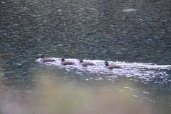 Histrionicus histrionicus