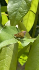 Heliophorus