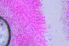 Mycena rubromarginata