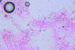 Mycena rubromarginata