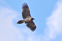 Gypaetus barbatus