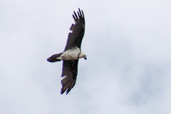 Gypaetus barbatus