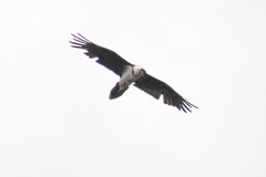 Gypaetus barbatus